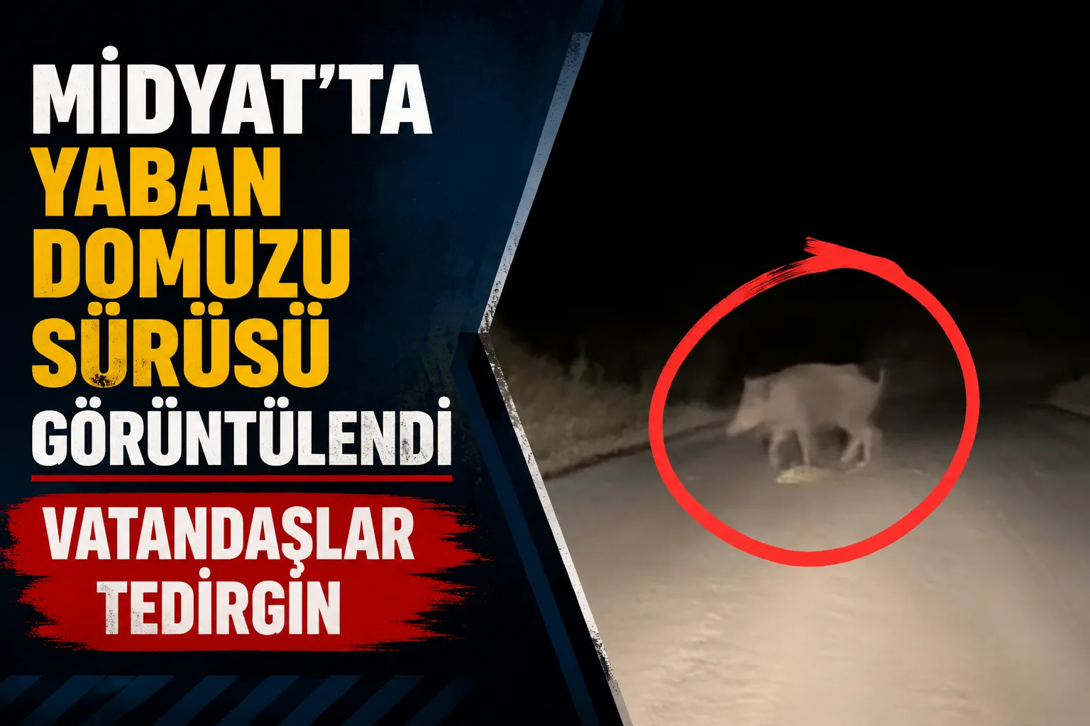 Midyat’ta Yaban Domuzu Sürüsü Görüntülendi Vatandaşlar Tedirgin